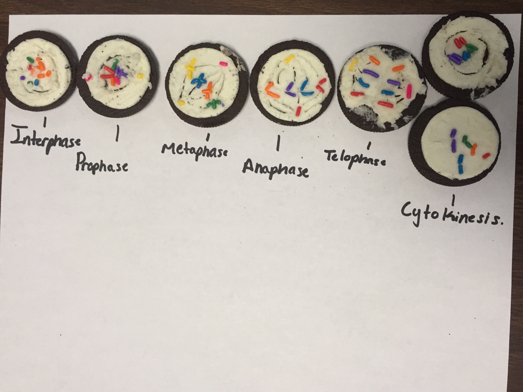 Chapter 5 Mitosis - MARLER'S SCIENCE SPARK